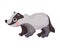 Cute Badger as Carnivore Forest Animal Vector Illustration