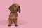 Cute badger dog puppy standing looking away on a pink background