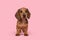 Cute badger dog puppy standing looking at the camera on a pink background