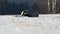 Cute badger meles meles running on meadow covered with snow at sunrise