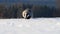 Cute badger meles meles running on meadow covered with snow at sunrise