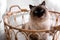 Cute Balinese cat in basket at home