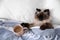 Cute Balinese cat covered with blanket on bed. Fluffy pet