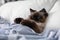 Cute Balinese cat covered with blanket on bed. Fluffy pet