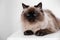 Cute Balinese cat on table at home