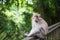 Cute Balinese monkey sitting on a wooden railing