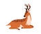 Cute bambi deer lying. Spotted reindeer sleeping. Adorable graceful fawn animal with antlers horns resting with closed