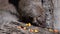 Cute banded mongoose with slices of fruits