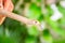 Cute Banded rat snake Ptyas mucosus, commonly called the Oriental rat snake, a non-toxic land snake. It is a snake that limits