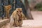 Cute Barbary macaque