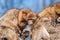 A cute barbary macaque cub sits between an adult male and a female and looks back