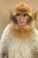 Cute Barbary monkey