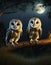 Cute barn owls at night
