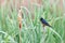 A Cute Barn Swallow Hirundo rustica Perches on a Cattail in the Marsh at John Heinz National Wildlife Refuge at Tinicum, Philade