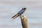 Cute barn swallow Hirundo rustica perches in Huntley Meadows Park, Alexandria, Virginia, USA