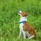 Cute basenji begging heavens to send him food