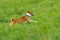 Cute basenji dog galloping in the grass