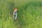 Cute basenji dog running in the grass