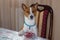 Cute basenji dog sitting  on a human chair and put the paw at the dinner table like haughty human does