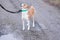 Cute Basenji dog standing on a dirty street on a lead and looking up