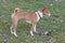 Cute basenji puppy is standing on a green grass in the spring park with his toys. African bush dog or congo dog. Pet