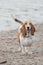 Cute Basset Hound at the beach