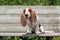 Cute Basset Hound Puppy