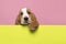 Cute basset hound puppy hanging over a lime green border on a pink background with space for copy