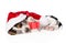 Cute basset hound puppy with red gift box and santa hat. isolate