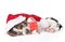 Cute basset hound puppy with red gift box and santa hat. isolated