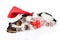 cute basset hound puppy with red gift box and santa hat. isolated on white