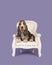 Cute basset hound puppy on a white baroque chair on a lavander p