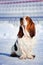 Cute Basset Hound in winter