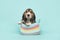 Cute basset puppy in a woolen basket on a blue background