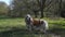 Cute Bassett Hound in a beautiful park looking around and sniffing.