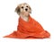 Cute bathed havanese puppy dog wrapped in an orange towel