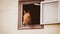 A cute bay curious foal looks out of the window of a beige stable building. Agriculture and livestock