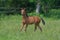 A cute bay warmblood filly in a green meadow