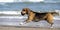 Cute Beagle at the beach chasing a ball