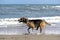Cute Beagle at the beach chasing a ball