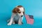 Cute of beagle clever puppy with flag American in the mouth
