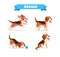 cute beagle dog animal pet with many pose bundle set