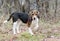 Cute Beagle dog with floppy hound ears outside on leash