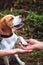 A Cute Beagle Dog Gives A Paw