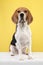 Cute beagle dog looking at the camera sitting on a bench on a yellow background