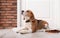 Cute Beagle dog lying and leash
