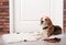 Cute Beagle dog lying and leash
