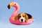 A cute beagle dog on a pink inflatable flamingo on a blue isolated background.
