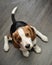Cute Beagle dog puppy seating