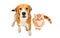 Cute Beagle dog and red kitten Scottish Straight sitting together, top view